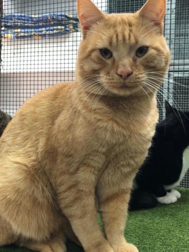 %dog and cat boarding kennels sydney %pet boarding services